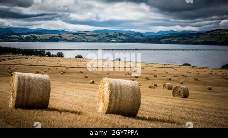 Heuballen verstreuten sich über die fast geernteten Felder mit Blick auf die Cromarty Bridge in den schottischen Highlands Stockfoto