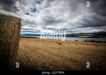 Heuballen verstreuten sich über die fast geernteten Felder mit Blick auf die Cromarty Bridge in den schottischen Highlands Stockfoto