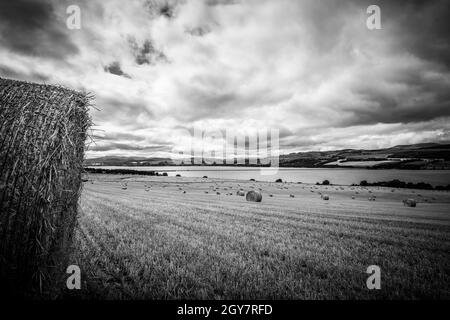 Heuballen verstreuten sich über die fast geernteten Felder mit Blick auf die Cromarty Bridge in den schottischen Highlands Stockfoto