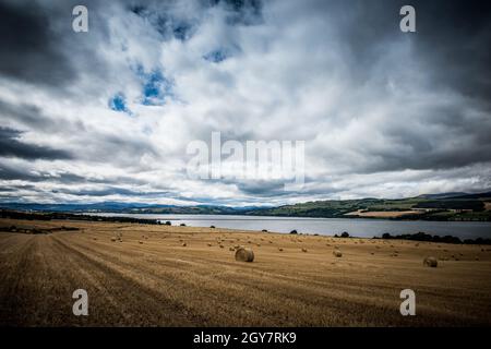 Heuballen verstreuten sich über die fast geernteten Felder mit Blick auf die Cromarty Bridge in den schottischen Highlands Stockfoto