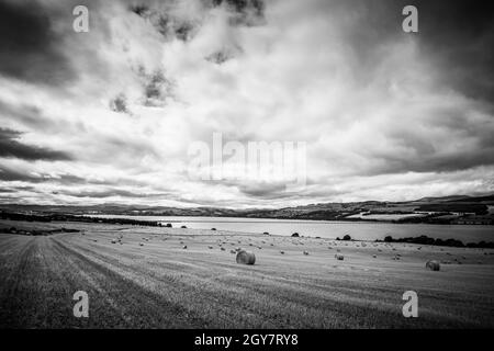 Heuballen verstreuten sich über die fast geernteten Felder mit Blick auf die Cromarty Bridge in den schottischen Highlands Stockfoto