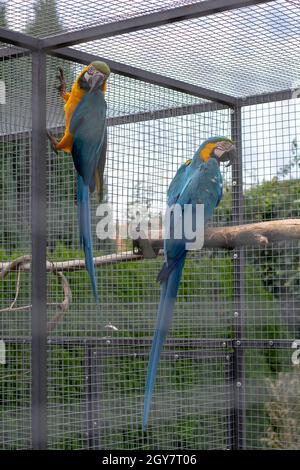 Paar des Blau-und-gelben Aras (Ara ararauna), auch bekannt als der blau-goldene Aras im Käfig. Ein großer südamerikanischer Papageien. Stockfoto