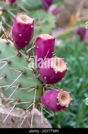 Kaktus aus Kaktus mit Kaktus, auch bekannt als Opuntia, Ficus-Indica oder indische Feigen opuntia reife Früchte im Herbst. Stockfoto