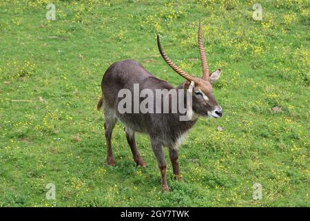 Schöne wilde Tiere kochend Hörner Safari Antilopen Gazellen Stockfoto