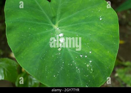 Frische grüne neue Taro Colocasia Elefantenohrpflanzen oder Arbi Leaf mit Regen Tropfen oder Morning Dew. Diese Feuchtgebiet Zierpflanze kann Wasser durch sie halten Stockfoto