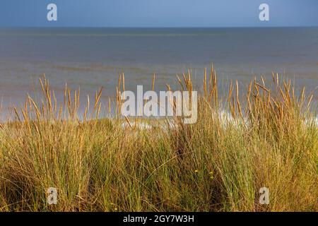 Gräser wachsen in den Sanddünen an der Suffolk Coast, England Stockfoto