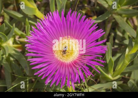 Bienen bestäuben eine Blume einer Sukkulente carpobrotus acinac Stockfoto