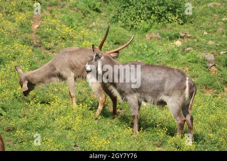 Schöne wilde Tiere kochend Hörner Safari Antilopen Gazellen Stockfoto