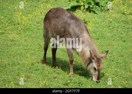 Schöne wilde Tiere kochend Hörner Safari Antilopen Gazellen Stockfoto