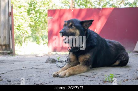 Ein gutherzig reinrassiger Hund auf einer Kette im Hof im Dorf. Im Sommer bewacht ein häusliches Wachtier auf der Straße das Haus an der Leine. Verketteten Hund ein Stockfoto