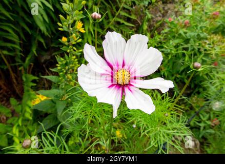 Nahaufnahme der rosa und weißen Kosmosblüte, die im Sommer in einem Garten wächst. Stockfoto