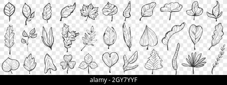 Leaves Doodle Set. Sammlung von handgezeichneten schönen gefallenen Blättern in verschiedenen Formen und Formen isoliert auf transparentem Hintergrund. Abbildung von Stockfoto