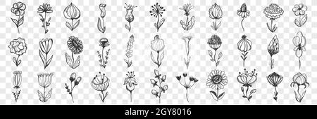 Blumen-Doodle-Set. Sammlung von handgezeichneten schönen Blumen mit Stiel, Knospe und Blätter für die Dekoration isoliert auf transparentem Hintergrund. Illustrati Stockfoto