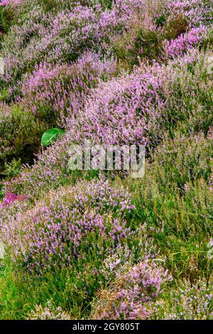 Calluna vulgaris, Heidekraut oder Leng, die einzige Art der Gattung Calluna in der blühenden Pflanzenfamilie Ericaceae wächst auf Moor. Stockfoto