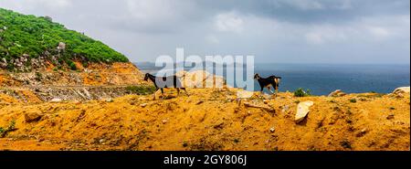 Zwei wilde Ziegen, die sich auf einer Klippe mit Blick auf das Meer wunderten. Stockfoto