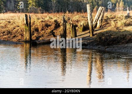 Foulweather Posts - Ein Feuchtgebiet am Foulweather Bluff Preserve in der Nähe von Hansville, Washington. Stockfoto