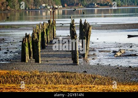 Baufällig Dock - Ein baufällig Dock am nördlichen Ende der Quilcene Bay Stockfoto