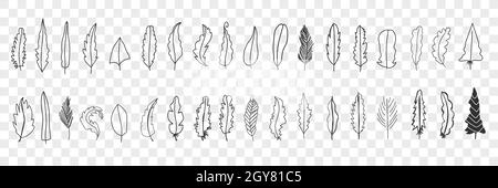 Verschiedene Vogelfedern Doodle Set. Sammlung von Hand gezeichnet niedlichen eleganten Silhouette und Muster von Federn aus verschiedenen Vögeln isoliert auf Transpare Stockfoto