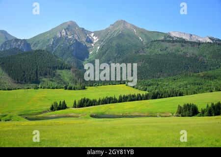 Die beiden höchsten Berge der Belianske Tatra, Havran und Zdiarska vidla. Eine gelbe Blumenwiese und zwei Teiche davor. Stockfoto