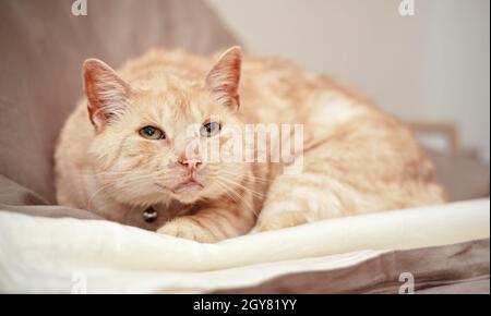 Hellbraune oder beige Katze mit grünen Augen, die auf dem Bett ruht. Stockfoto
