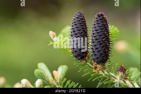 Junge Fichtenabies Arten Zapfen wachsen auf Zweig mit Tanne, Nahaufnahme Detail. Stockfoto