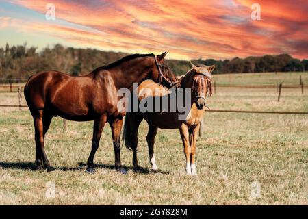 Horse Farm. Pferde auf einem Reiterhof. Pferde grasen auf einer Pferdefarm. Stockfoto