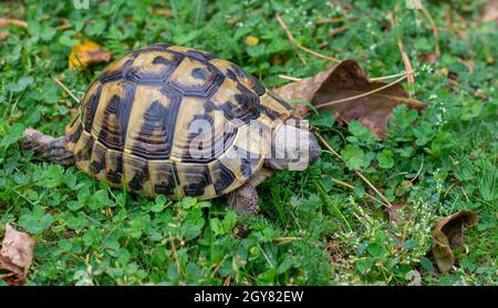 Hermanns Schildkröte (Testudo hermanni) auf grünem Gras im Herbst. Nahaufnahme. Details. Stockfoto