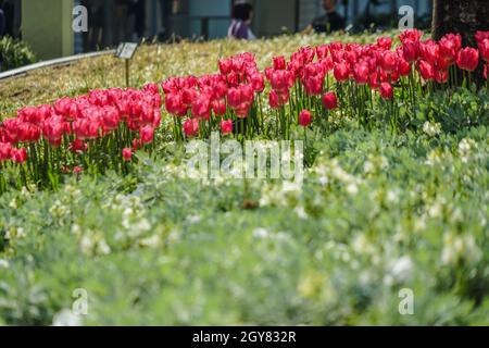 Tulip-Bild. Drehort: Metropolregion Tokio Stockfoto