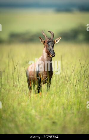 Topi steht im langen Gras beobachten Kamera Stockfoto