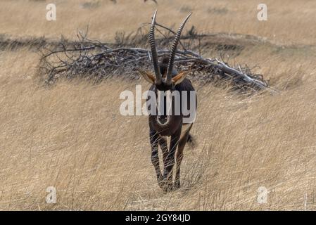 Sable Antilope im hohen Gras an einem sonnigen Tag, Namibia Stockfoto