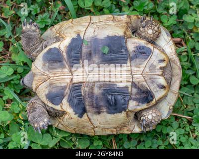 Hermanns Schildkröte (Testudo hermanni) auf grünem Gras im Herbst. Nahaufnahme. Details. Stockfoto