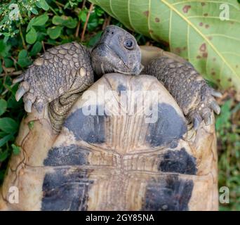 Hermanns Schildkröte (Testudo hermanni) auf grünem Gras im Herbst. Nahaufnahme. Details. Stockfoto