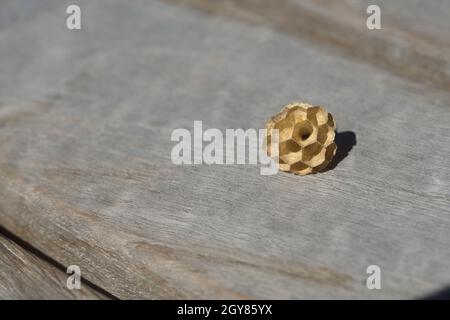 Kleines Wespennest, aus papierähnlichem Fasermaterial, liegend auf dem Holztisch, von dem die Wespen die Fasern nahmen, um das Nest zu bauen. Viel Speicherplatz für Kopien Stockfoto