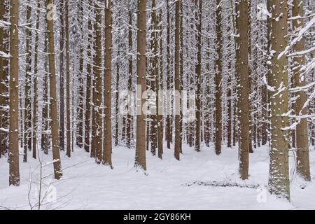 Winterliche Landschaft von verschneiten Nadelbäumen stehen mit Fichten im Vordergrund, Bialowieza Wald, Polen, Europa Stockfoto