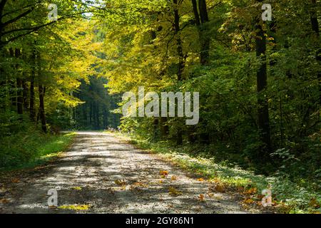 Die Straße durch den Herbst und sonnigen Wald Stockfoto