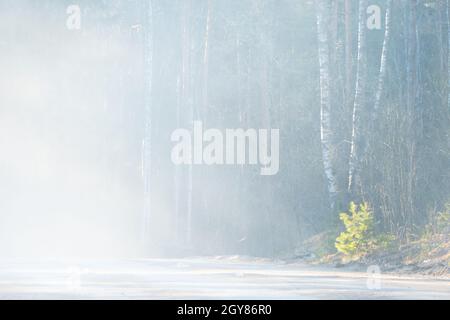 In den Wäldern versucht die Morgensonne, das weiche Waldmoos mit seinen warmen Sonnenstrahlen zu berühren, die durch Äste brechen. Hochwertige Fotos Stockfoto