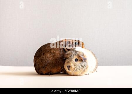 Schönes Meerschweinchen, das die Kamera anstarrt und posiert. Inländisches Meerschweinchen Stockfoto