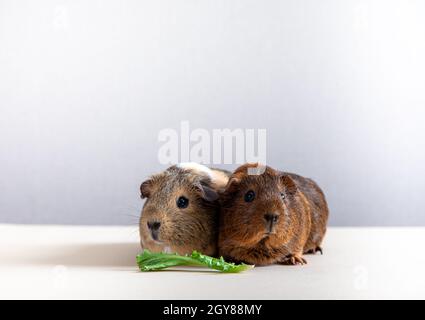 Schönes Meerschweinchen, das die Kamera anstarrt und posiert. Inländisches Meerschweinchen Stockfoto