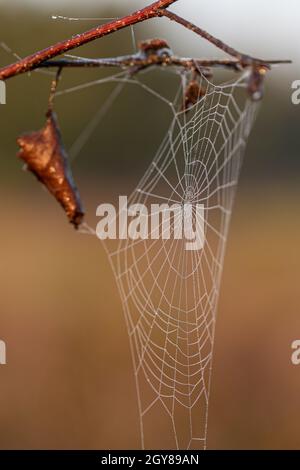 Nahaufnahme eines Spinnennetzes mit Tautropfen an Ästen Stockfoto