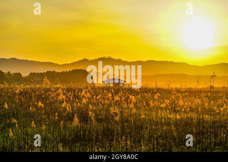 Japanische Pampas Gras Felder und die Sonne und das Haus. Aufnahmeort: Präfektur Miyagi Yamamoto-Cho Stockfoto