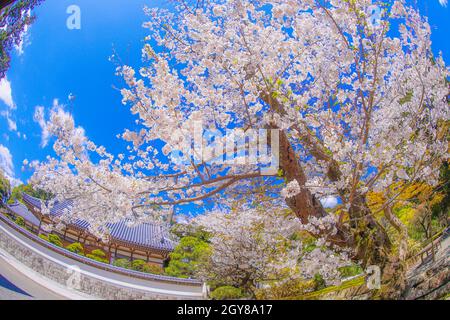 Engakuji der vollen Blüte des Kirschbaumes (Kamakura, Präfektur Kanagawa). Aufnahmeort: Kamakura, Präfektur Kanagawa Stockfoto