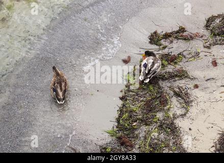 Schönes Entenpaar, das an einer Küste im Wasser schwimmt In deutschland Stockfoto