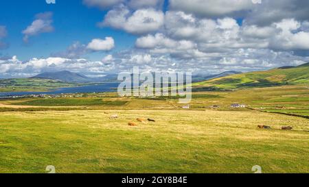 Blick von den Kerry Cliffs auf ruhende oder grasende Rinder auf Feldern und Weiden mit wunderschönen Fjorden im Hintergrund, Portmagee, Ring of Kerry, Irland Stockfoto