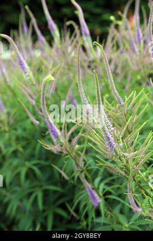 Kandelaber-Ehrenpreis, KandelaberEhrenpreis (Veronicastrum virginicum) Hybride, Rheda-Widenbrück, Nordrhein-Westfalen, Deutschland Stockfoto