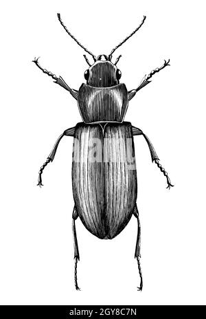 Black Ground Beetle Hand zeichnen Vintage Gravur Stil schwarz und weiß Clipart isoliert auf weißem Hintergrund Stock Vektor