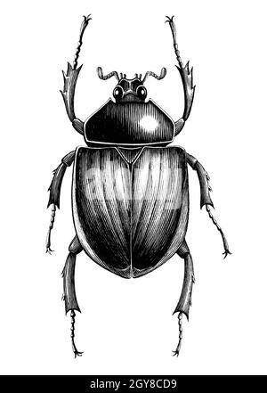 Scarab Beetle Hand zeichnen Vintage Gravur Stil schwarz und weiß Clipart isoliert auf weißem Hintergrund Stock Vektor