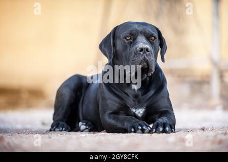 Die schwarze Hunderasse Cane Corso liegt auf dem Boden. Tierfotografie Stockfoto