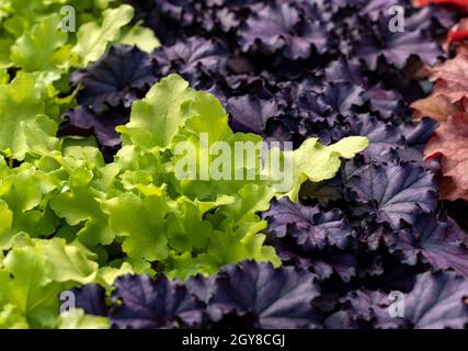 heuchera Pflanzen als sehr schöner natürlicher Hintergrund Stockfoto