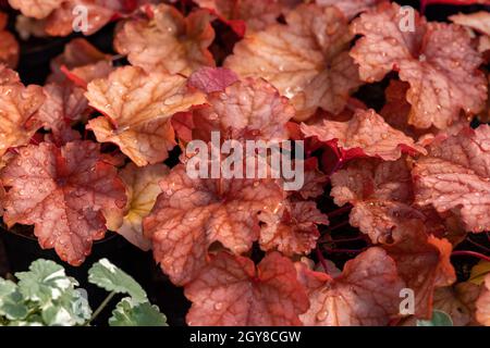 heuchera Pflanzen als sehr schöner natürlicher Hintergrund Stockfoto