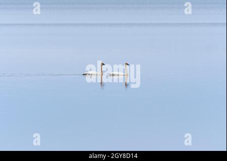 Tundra Swans Gleiten in Solitude am Mississippi River bei Fulton, Illinois Stockfoto